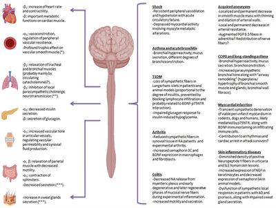 Toward the Existence of a Sympathetic Neuroplasticity Adaptive Mechanism Influencing the Immune Response. A Hypothetical View—Part II